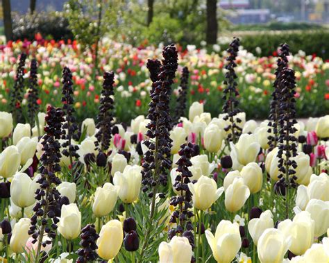 Fritillaria persica 'Twin Towers Tribute' (Persian Lily) bulbs — Buy online at Farmer Gracy