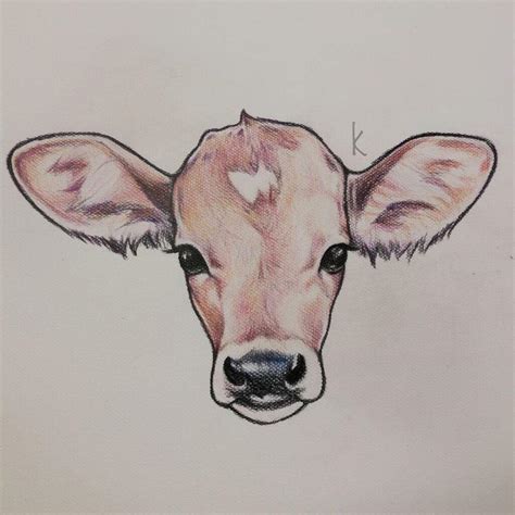 Baby Cow Drawing at PaintingValley.com | Explore collection of Baby Cow ...