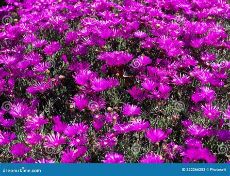 Delosperma Cooperi. Purple Ice Plant. Trailing Iceplant Ground Cover Stock Image - Image of ...