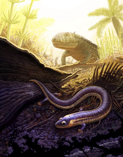 First “Unmistakable” Triassic-Period Caecilian Fossils Found, Revealing ...