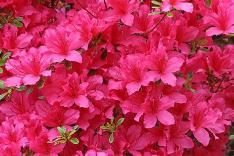 Pink Azalea flowers photo - WP27989