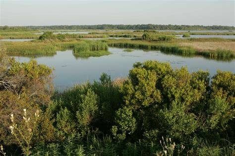 Free picture: marshland, swamp, nature, habitat