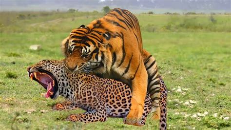 Tigers Vs Cheetahs: A Tale Of Two Predators