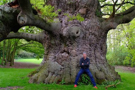 Kent Heritage Trees and 'The British Oak' - TCV Stories