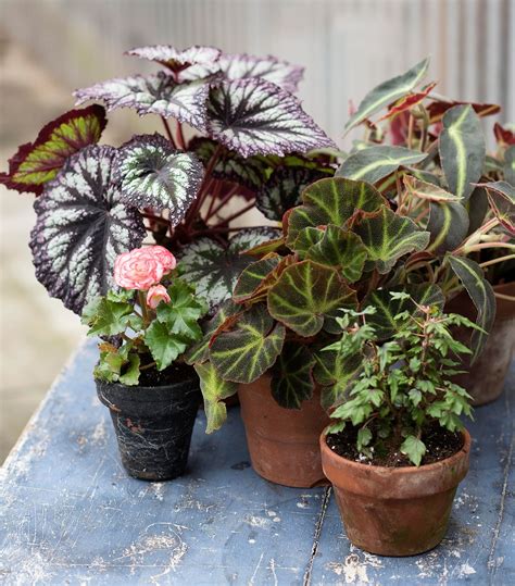 This Is Why Begonias Might Be the Answer to Your Garden Questions | House plant care, House ...