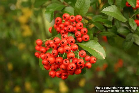 Photo: Pyracantha coccinea 6. | Henriette's Herbal Homepage | Herbalism, Plants, Red peppercorn