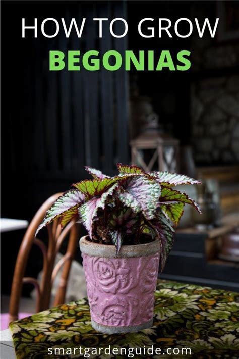 Grow begonias in pots with this awesome begonia rex care guide. Begonias have fantastic foliage ...