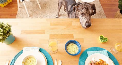 Tips for Giving Dogs Table Food | BeChewy