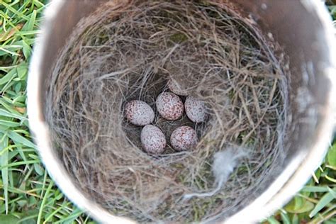 Chickadee Nest | Outside My Window