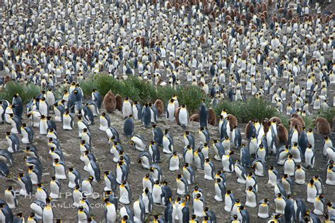 King penguin colony, Aptenodytes patagonicus photo, Salisbury Plain, South Georgia Island