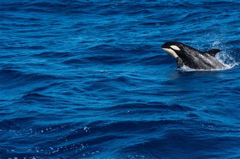 Bremer Bay Orca Experience: Witness the Majesty of Orcas in Their ...