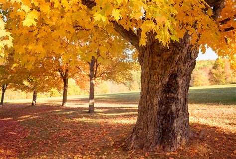 Sugar Maple Tree Seeds 20seeds to Grow Vibrant Fall | Etsy Canada