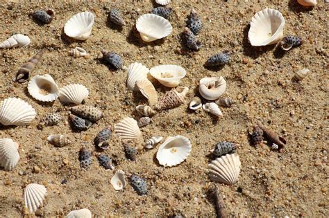 Shells Sand Beach - Free photo on Pixabay - Pixabay