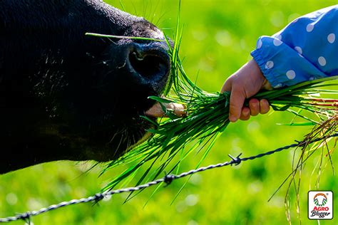 Alimentación del ganado bovino - Blog Agrocampo Colombia