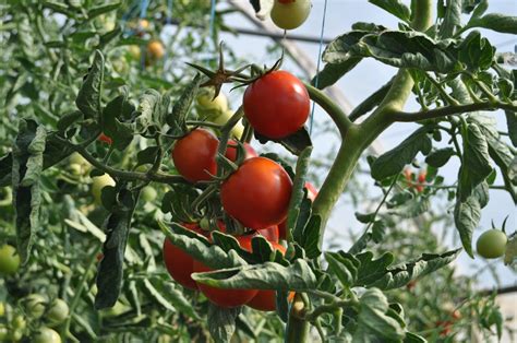 Red Tomatoes on Plant · Free Stock Photo