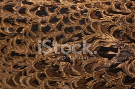 Pheasant Feathers Stock Photo | Royalty-Free | FreeImages