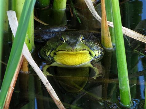 Green Frog -- Lithobates clamitans | Discovered that there w… | Flickr