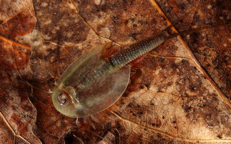 Tadpole Shrimp (Triops) - Habitat, Care, Feeding, Tank Size, Breeding ...