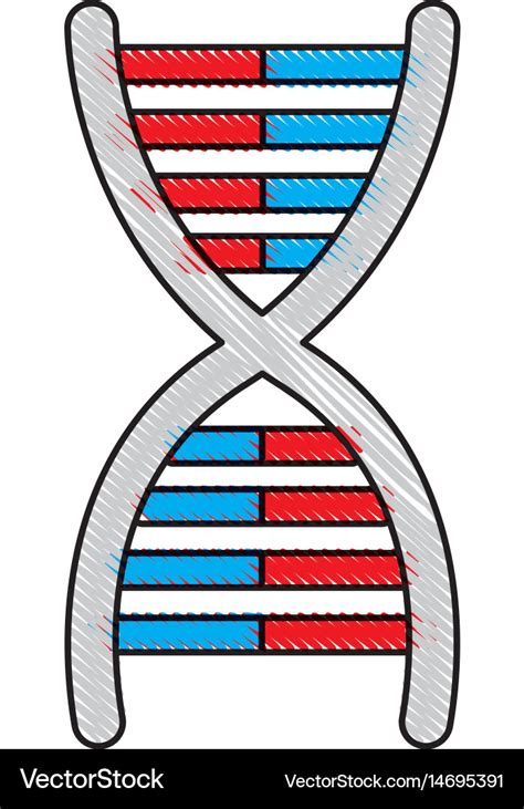 Drawing dna molecule chromosome biology genetic Vector Image