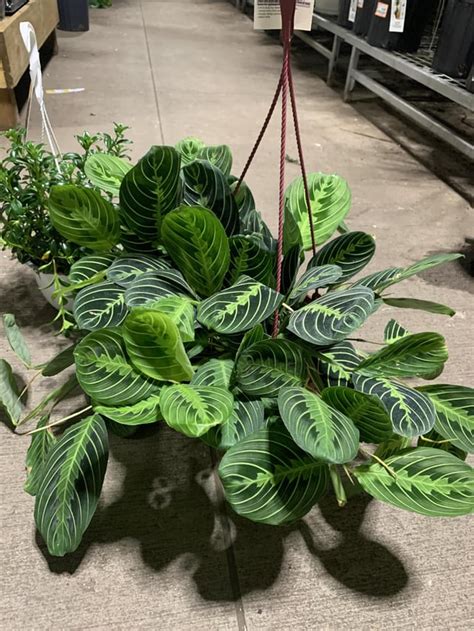 Home Depot in Hamden, CT for $16. I audibly gasped!!! : r/houseplants