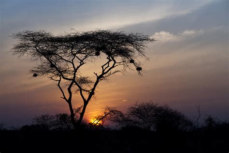 Amboseli Sunrise Photograph by Marion McCristall - Fine Art America