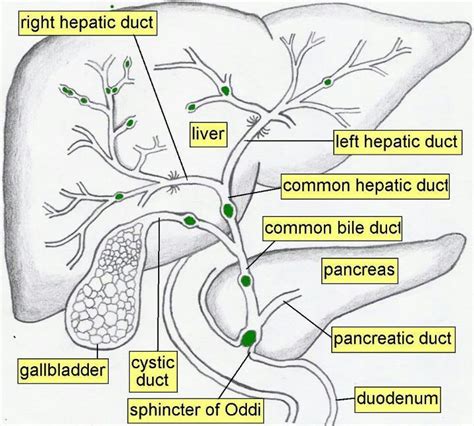 Biliary tree | Liver anatomy, Diagnostic medical sonography, Human anatomy and physiology