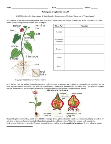 What parts of a plant do we eat