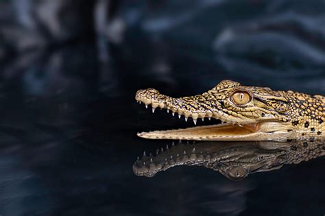 Alligator Showing The Teeth With Reflection Stock Photo - Download ...