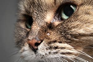 All you need to know about: skin cancer in cats | Petplan