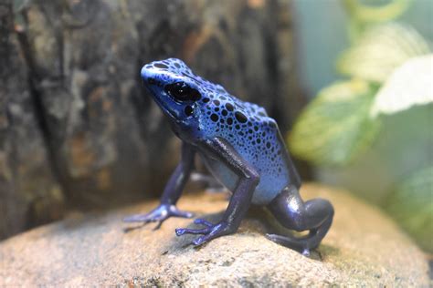 Blue Poison Dart Frog