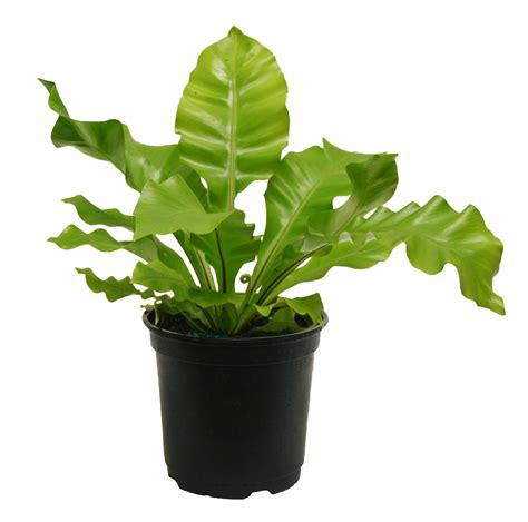 Birds Nest Fern | Indoor flowering plants, Fern houseplant, House plants