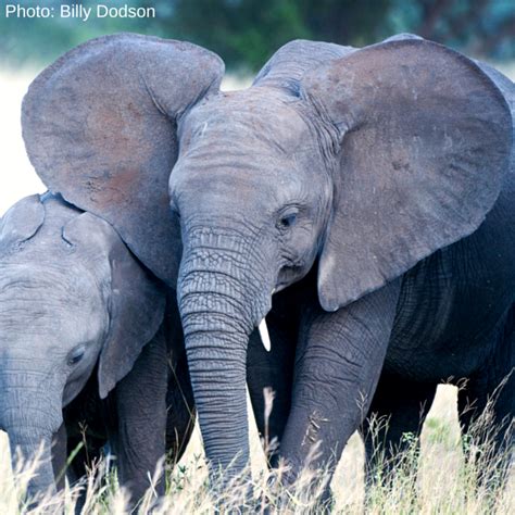 AWF - Learn about the elephant! | Elephant, African wildlife, Elephant day