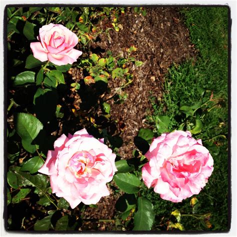 My Minneapolis: Lake Harriet Rose Garden