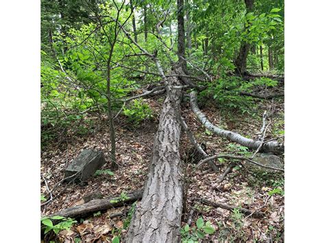 For the love of grouse! Building quality habitat for a declining species. | Audubon New York