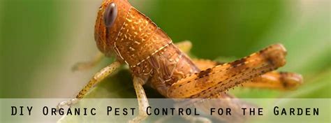 Organic Pest Control for Your Garden