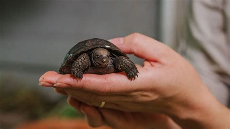 Good things take time – like breeding Galápagos tortoises | Auckland ...