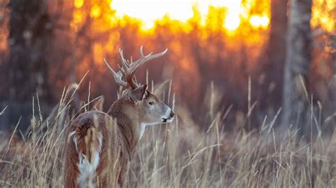 10 Reasons Indiana Has the Best Deer Hunting in the U.S. - A-Z Animals