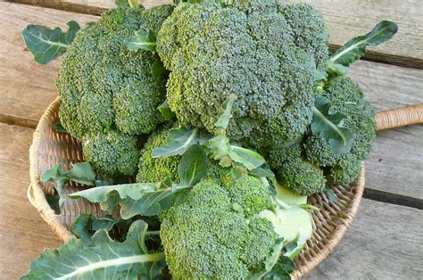 Roasted Broccoli | Recipes from Nash's Organic Produce