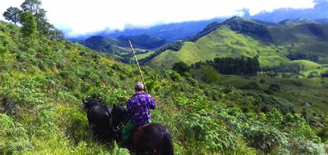 Enzootic hematuria in buffaloes in Brazil. Buffalo in pasture invaded ...