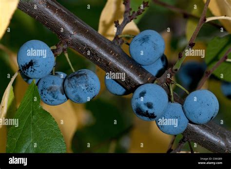 Bullace Plum, Damson Plum (Prunus domestica ssp. insititia, Prunus ...