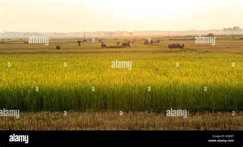 agriculture in vietnam Stock Photo - Alamy