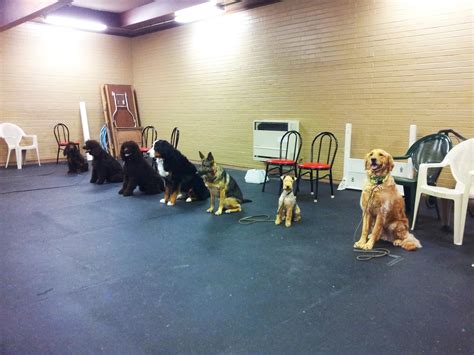 Dog Training Classes near Seattle - Academy of Canine Behavior Bothell