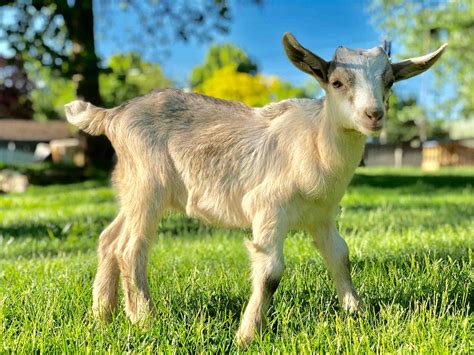 Raising a Baby Goat Course - Everything to know for a goat's first year.