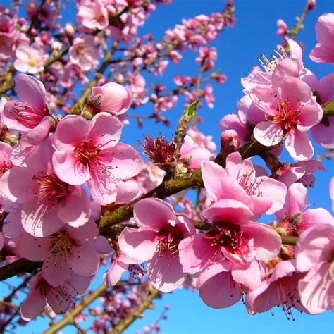 Cool Peach Tree Flower Images 2022 – ILULISSATICEFJORD.COM