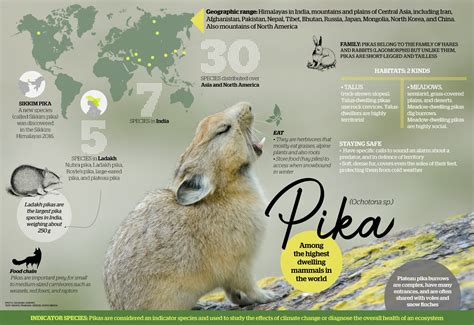 Pika: Facts, Diet, Habitat | RoundGlass | Sustain