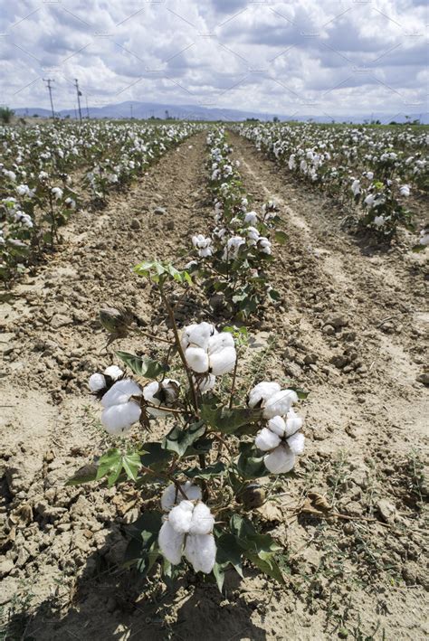 Cotton plants field | High-Quality Nature Stock Photos ~ Creative Market