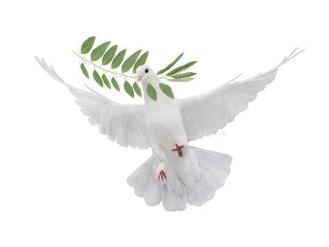 Peace Dove Symbol Wallpaper