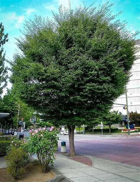 Buy Zelkova Trees Online | The Tree Center