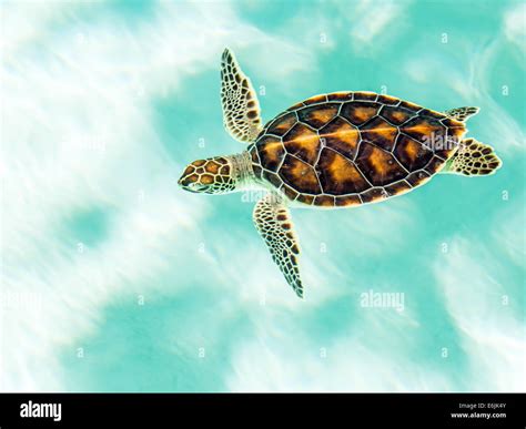 Cute endangered baby turtle swimming in turquoise water Stock Photo - Alamy