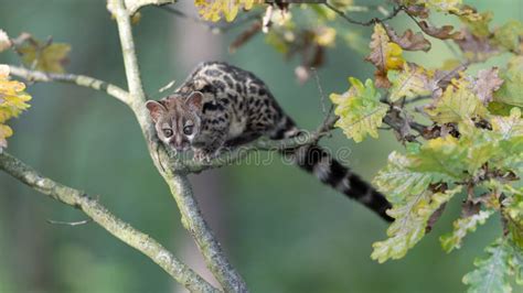 Large-spotted Genet Genetta Tigrina Stock Image - Image of beautiful, carnivore: 247524975